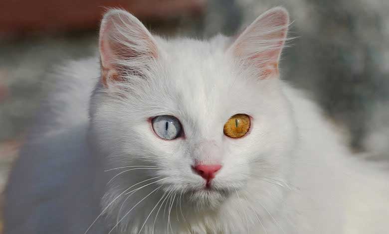 Kedilerin Cinsleri ve Özellikleri Nelerdir?