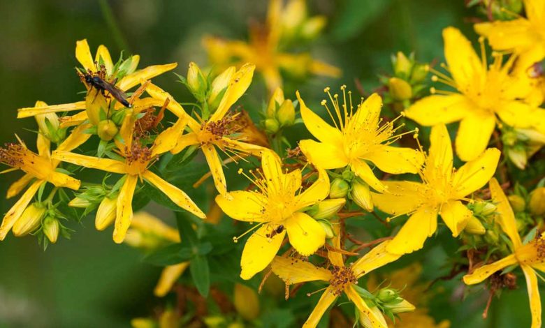 Kantaron Otu ve Yağının Faydaları Nelerdir?