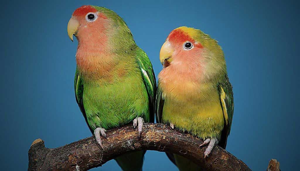 Cennet Papağanının Özellikleri ve Bakımı