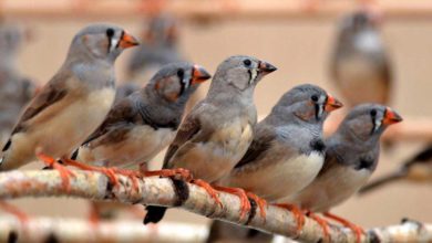 Hint Bülbülü Özellikleri Bakımı ve Beslenme