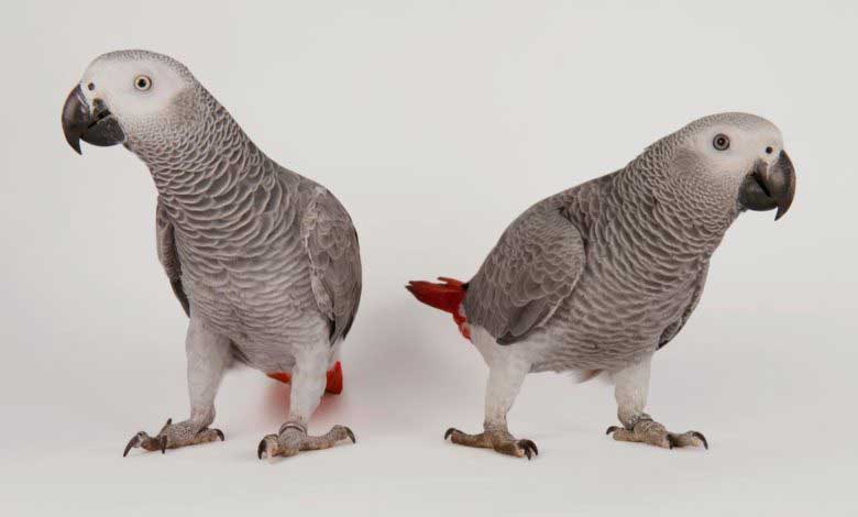 Jako Papağanı Özellikleri Beslenme ve Bakımı