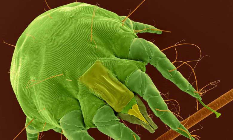 Mikroskobun İcadı ve Bilime Önemli Katkıları