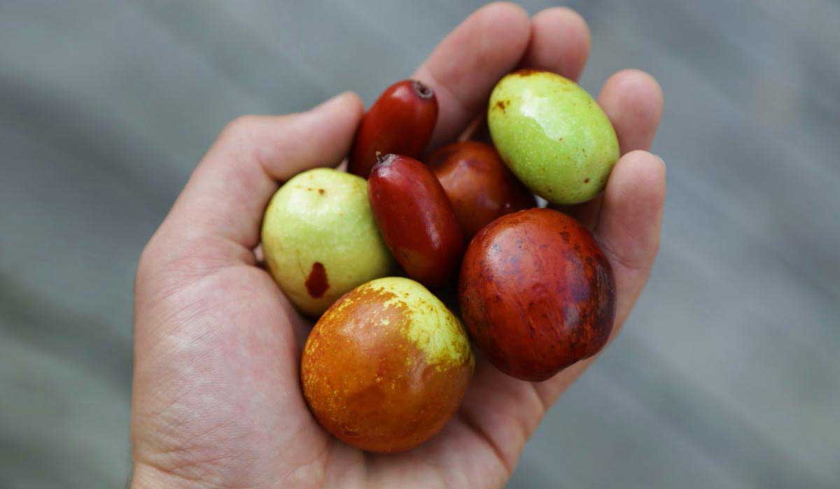 Hünnap Neye iyi Gelir Faydaları Nelerdir?