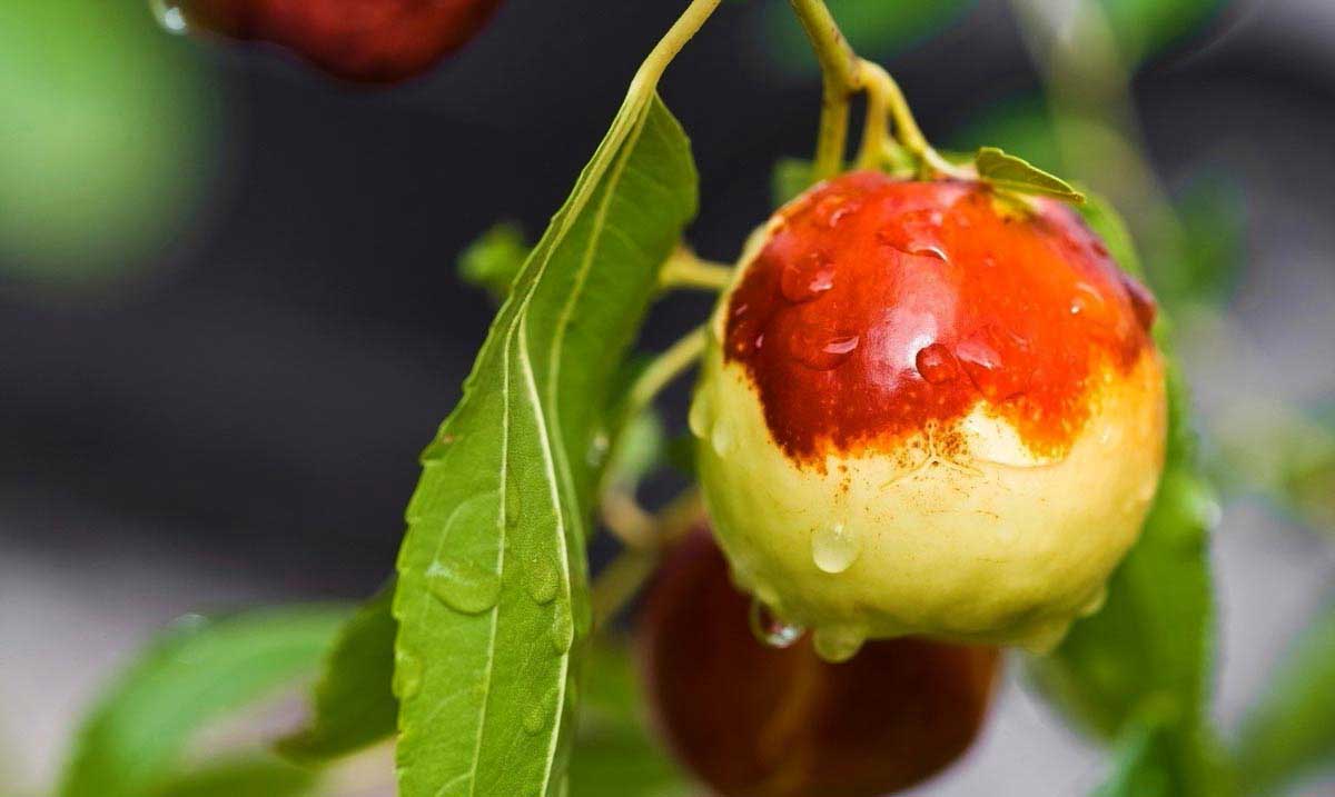 Hünnap Neye iyi Gelir Faydaları Nelerdir?