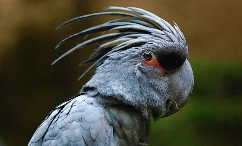 Kakadu Papağanları Özellikleri ve Beslenme