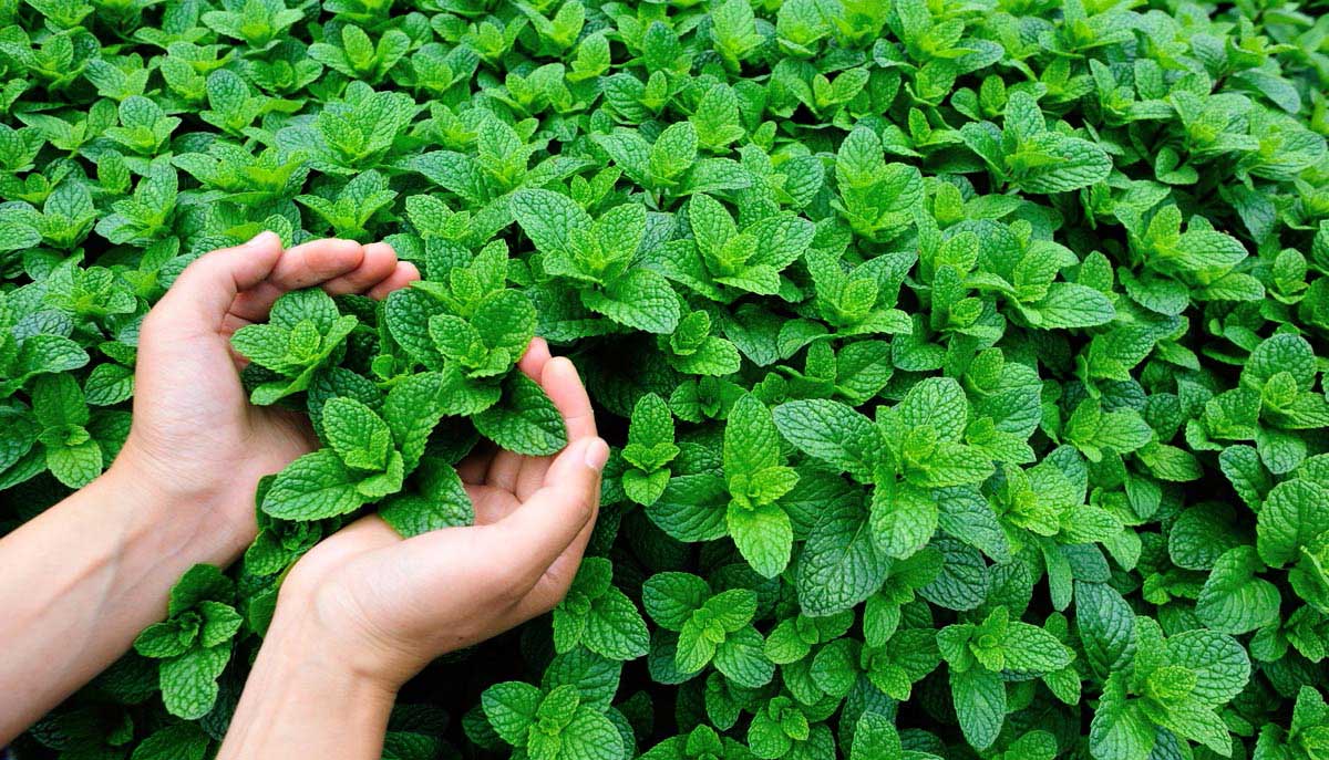 Nane Neye İyi Gelir ve Faydaları Nelerdir?