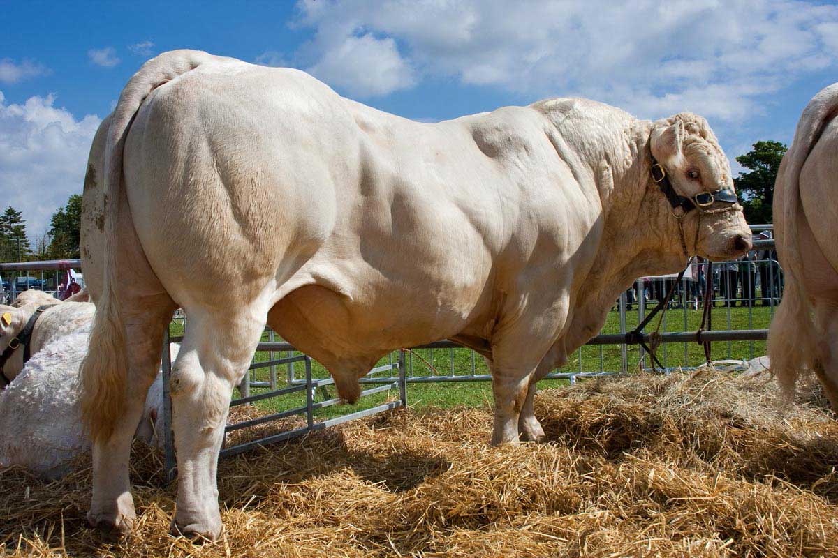 Şarole Sığırı Irk Özellikleri ve Üretimi