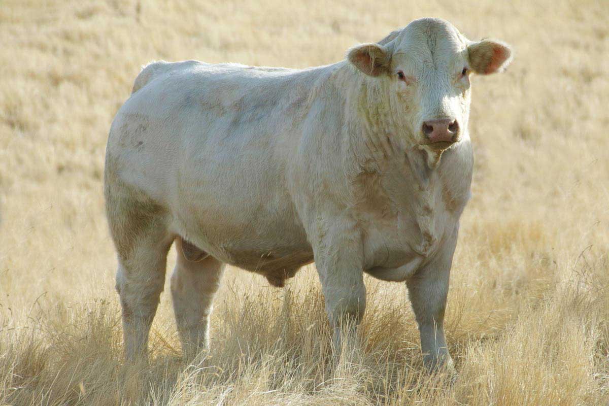 Şarole Sığırı Irk Özellikleri ve Üretimi