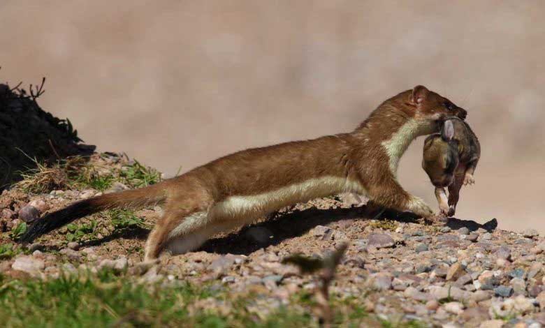 Gelincik Hayvanı ve Gelinciğin Özellikleri