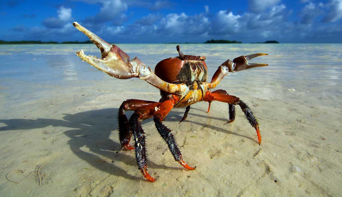 Yengeç Nedir Nasıl Pişer ve Yengeç Helal mi?
