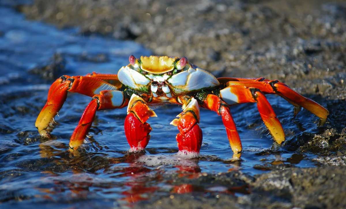 Yengeç Nedir Nasıl Pişer ve Yengeç Helal mi?