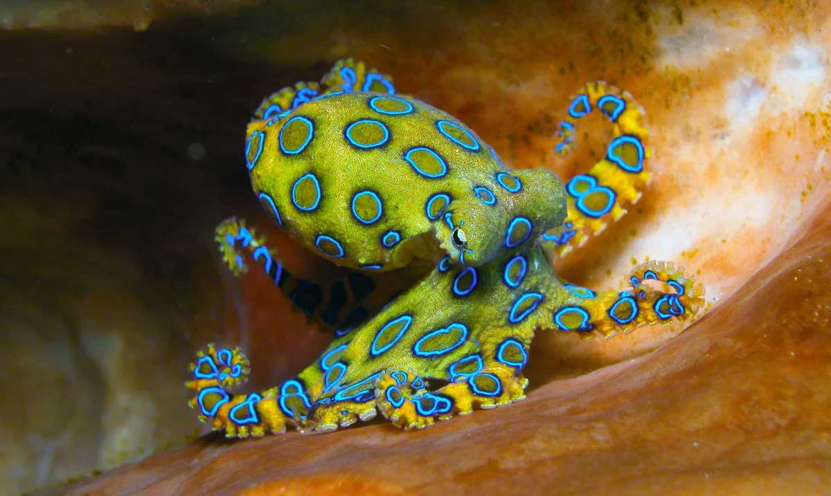 Ahtapot Nedir Ahtapot Helal mi Yenir mi?