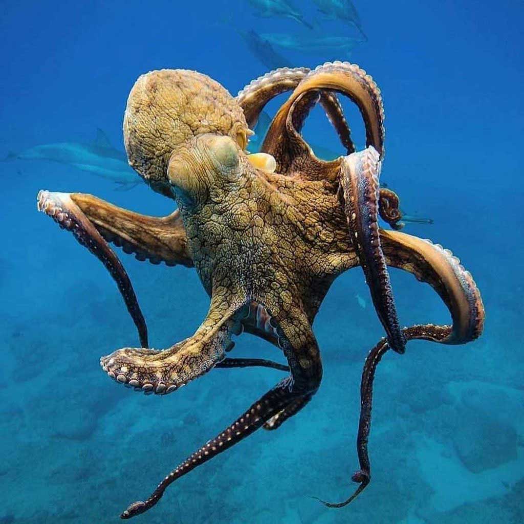 Ahtapotların İlginç Özellikleri Nelerdir?