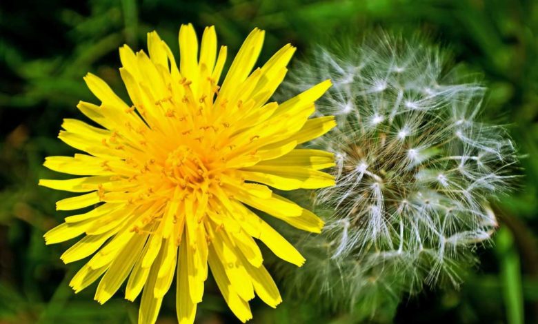 Karahindiba Faydaları Zararları ve Kullanımı