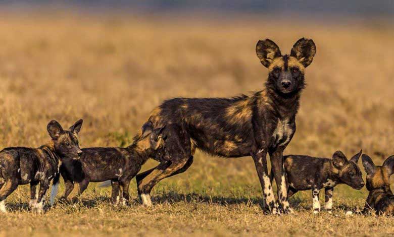 Afrika Yaban Köpeği Özellikleri ve Avlanma