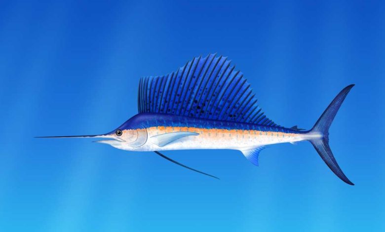 Kılıç Balığı Denizlerin Şövalyesi Hakkında