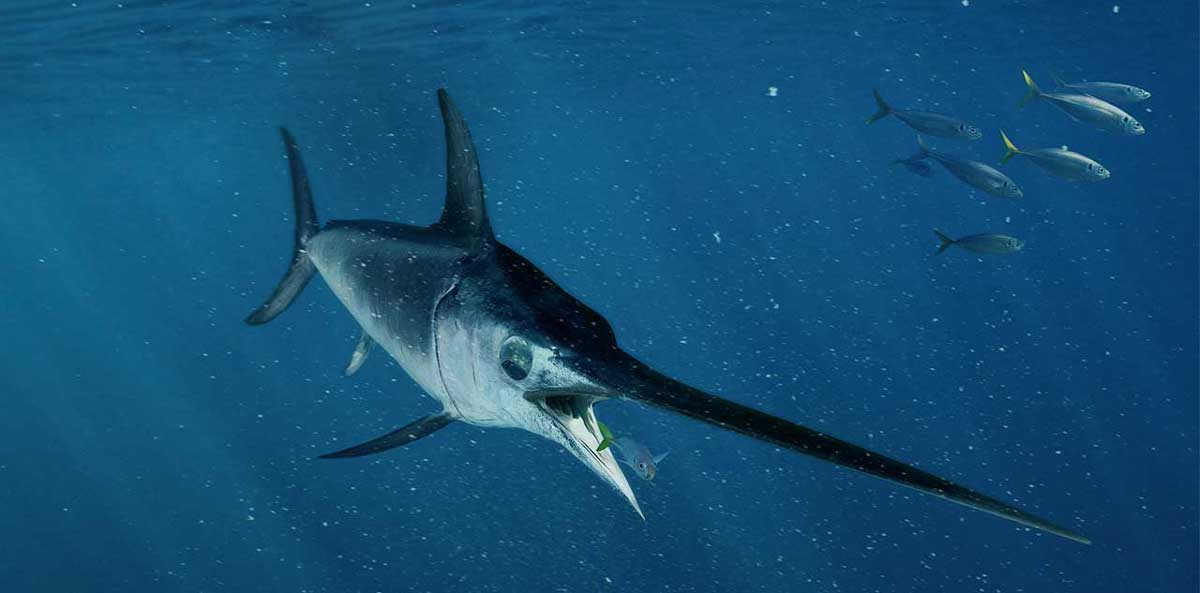 Kılıç Balığı Denizlerin Şövalyesi Hakkında