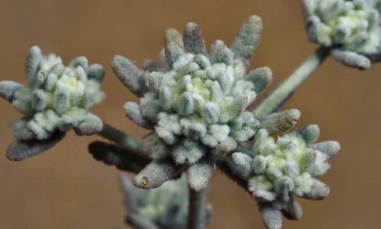 Yavşan Otu Neye Yarar Faydaları Nelerdir?