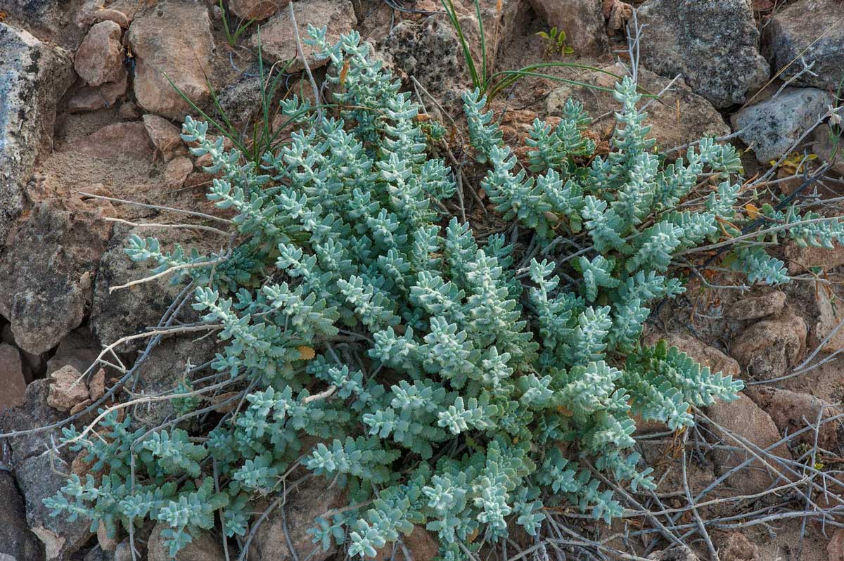 Yavşan Otu Neye Yarar Faydaları Nelerdir?