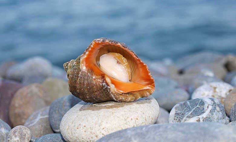 Deniz Kabuğu Nedir Deniz Kabuklusu Yenir mi?