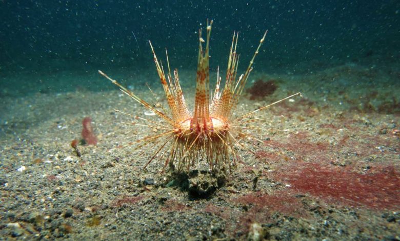 Denizkestanesi Nedir Yenir mi Helal mi?