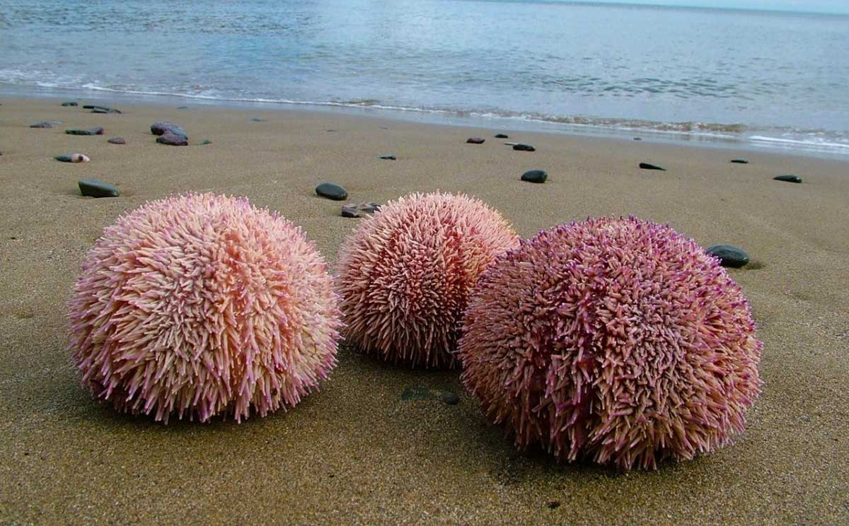 Denizkestanesi Nedir Yenir mi Helal mi?