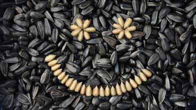 Ay Çekirdeğinin Özellikleri ve Faydaları