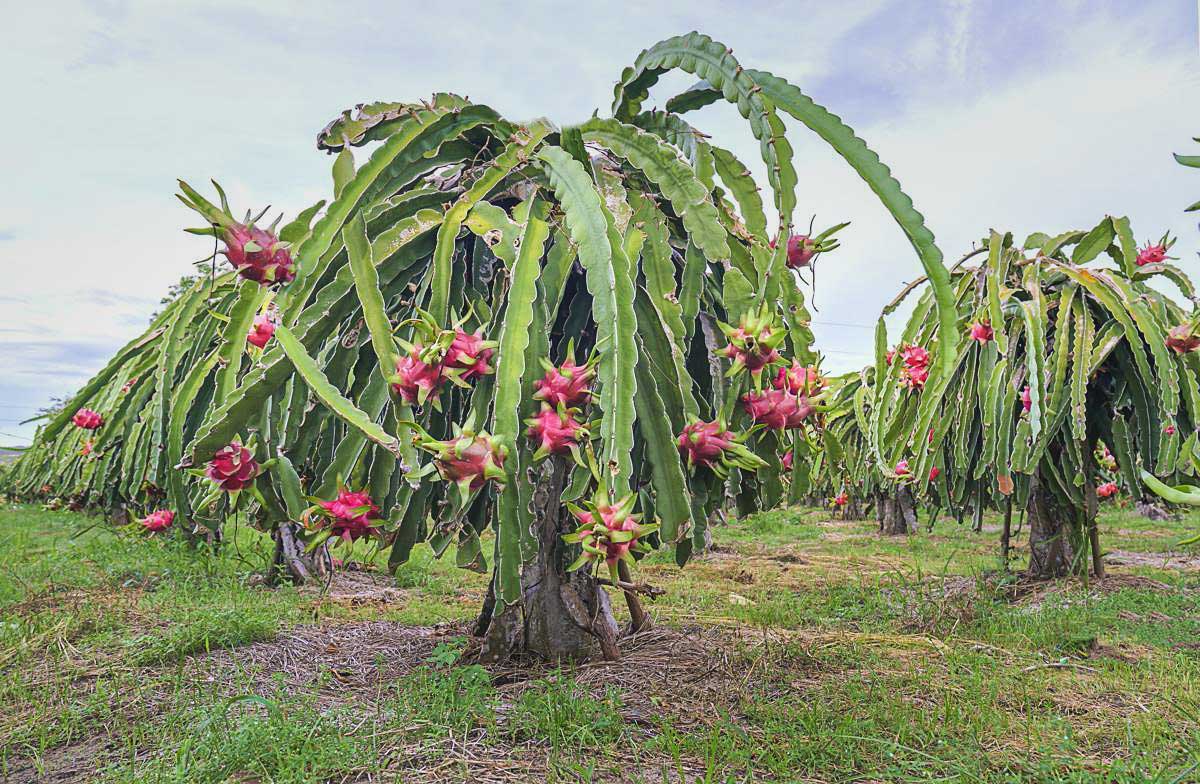 Ejder Meyvesi Özellikleri ve Faydaları