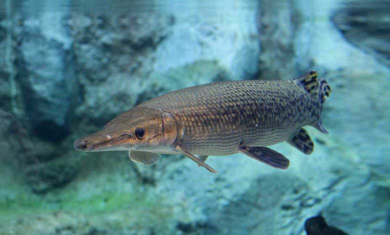 Timsah Balığı Özellikleri Nelerdir Yenir mi?