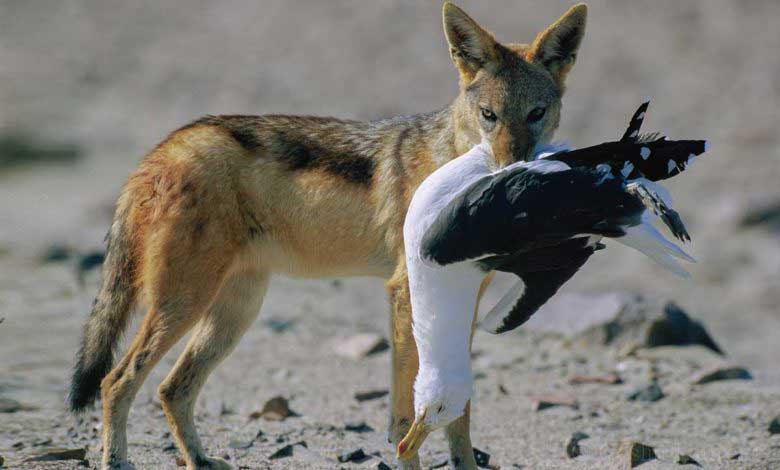 Çakal Hayvanı Özellikleri Türleri ve Yaşamı