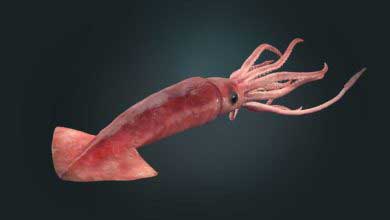 Mürekkep Balığı Özellikleri ve Kalamar