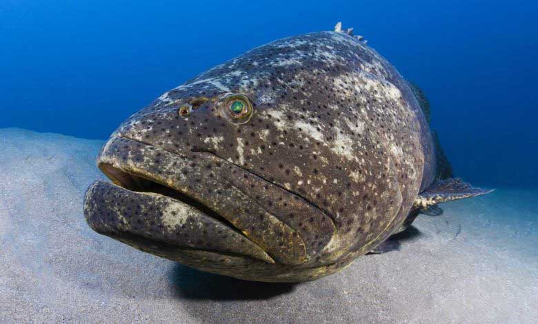 Orfoz Balığı Özellikleri Avlanma ve Yaşam