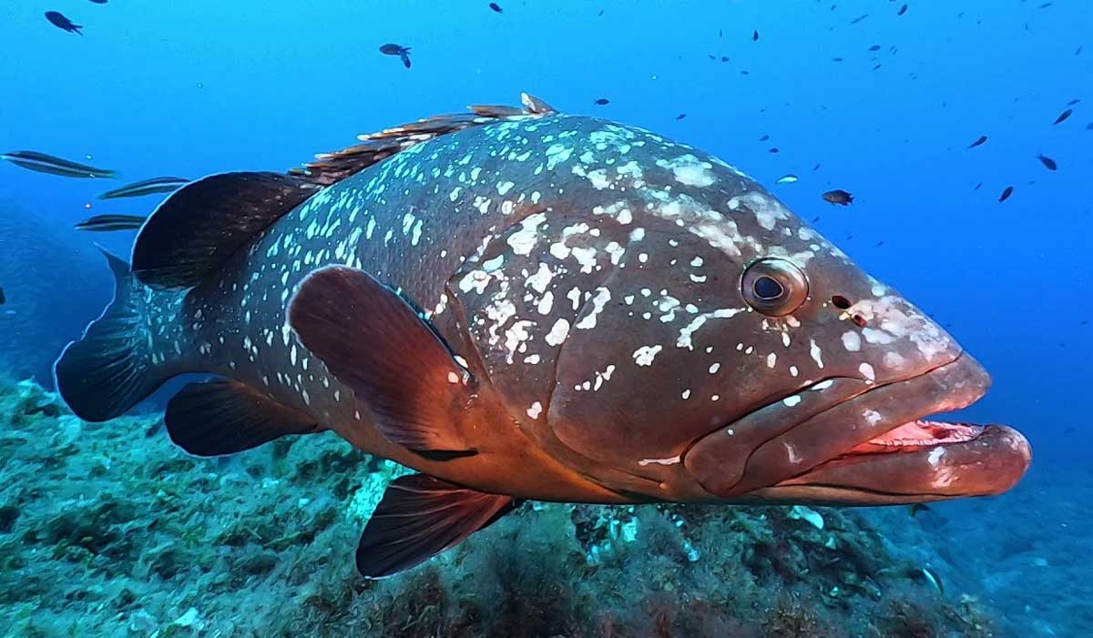 Orfoz Balığı Özellikleri Avlanma ve Yaşam