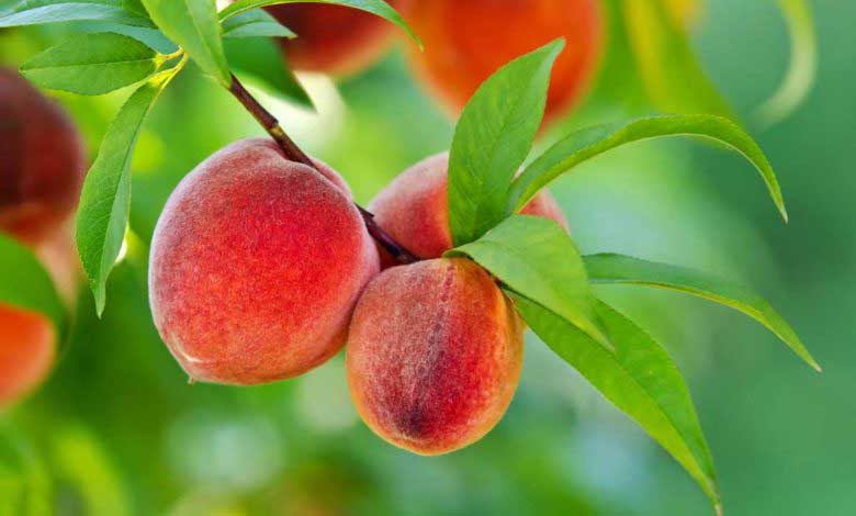 Şeftali Özellikleri ve Faydaları Nelerdir?