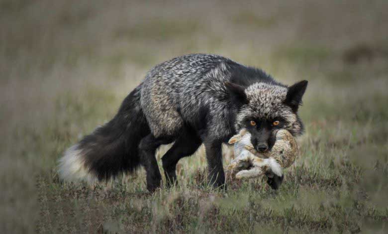 Tilkinin Özellikleri ve Baş Belası Kuyruğu