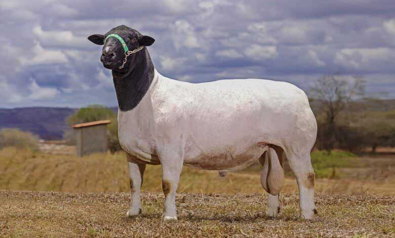 Dorper Koyunu Afrika İncisi Etçi Koyun Irkı