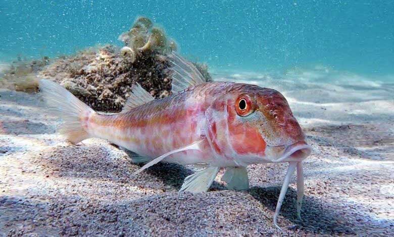 tekir baligi ozellikleri hakkinda 25 bilgi