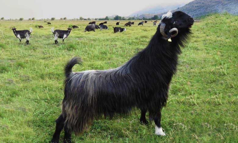 Honamlı Keçi Irkı Özellikleri ve Yetiştirme