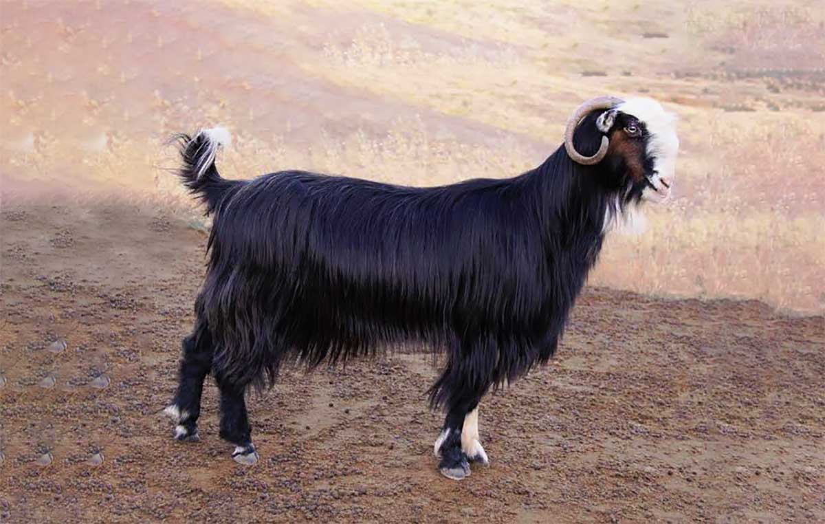 Honamlı Keçi Irkı Özellikleri ve Yetiştirme