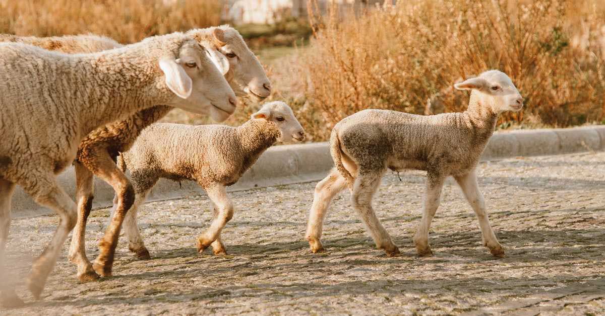 Kombine Bir Irk Olan Kıvırcık Koyunu Verimi