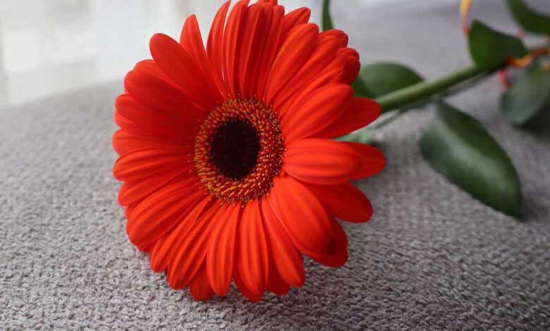 Gerbera Çiçeği Özellikleri Ve Yetiştirme