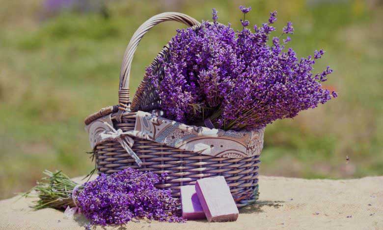 Hoş Kokusuyla Lavanta Çiçeği Özellikleri