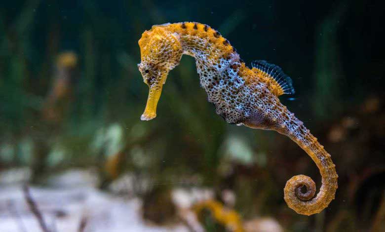 Denizatı Yaşamı Özellikleri Ve Faydaları