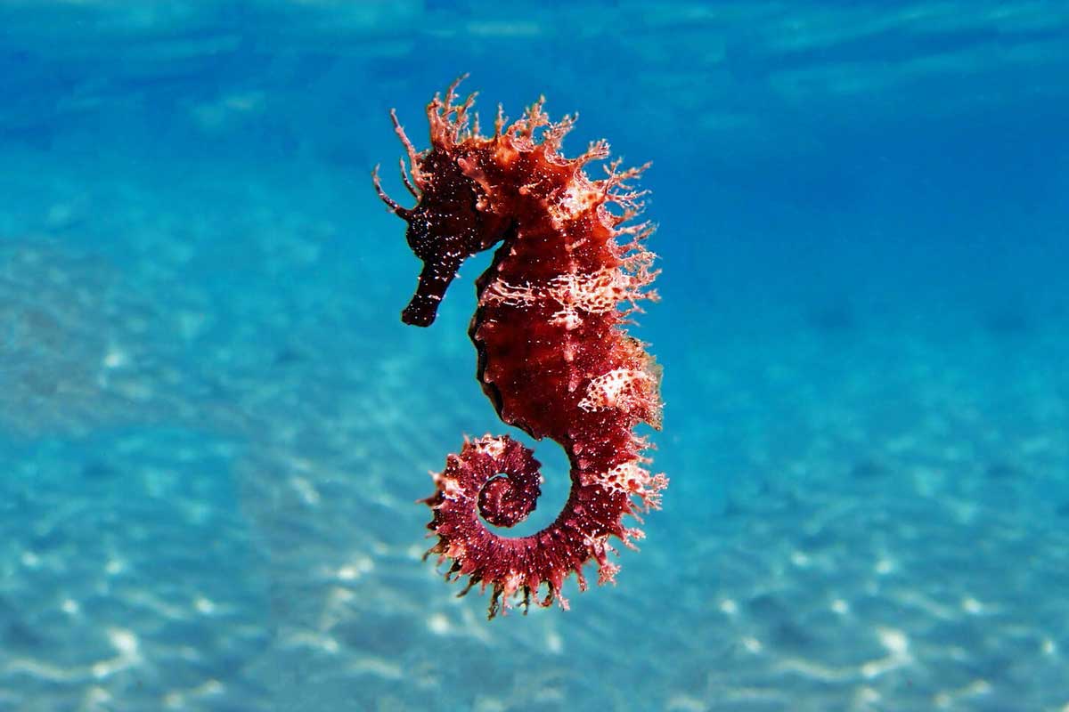 Denizatı Yaşamı Özellikleri Ve Faydaları