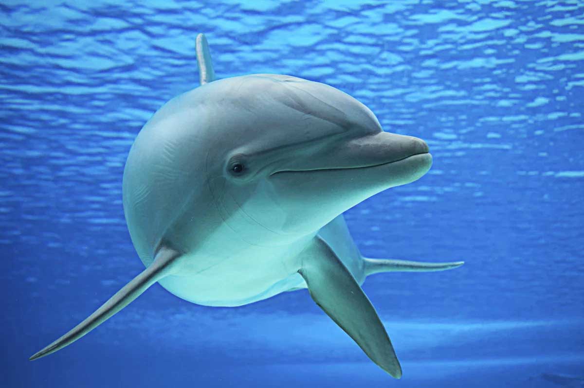 Denizlerin en zekisi Yunuslar ve Özellikleri