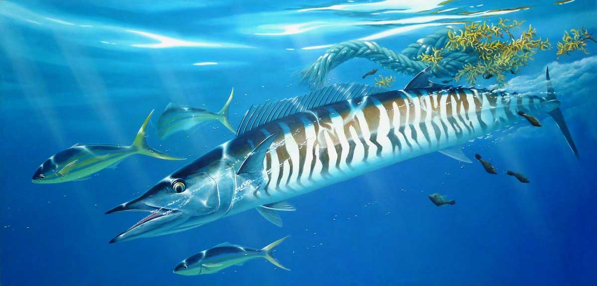 Ceylan Balığı Veya Wahoo Balığı Faydaları