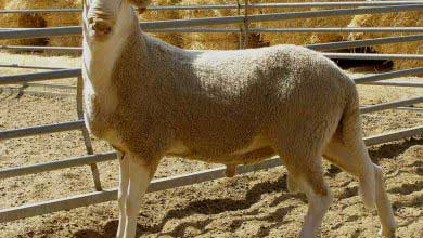 Yerli Cins Olan Süt Irkı Tahirova Koyunu