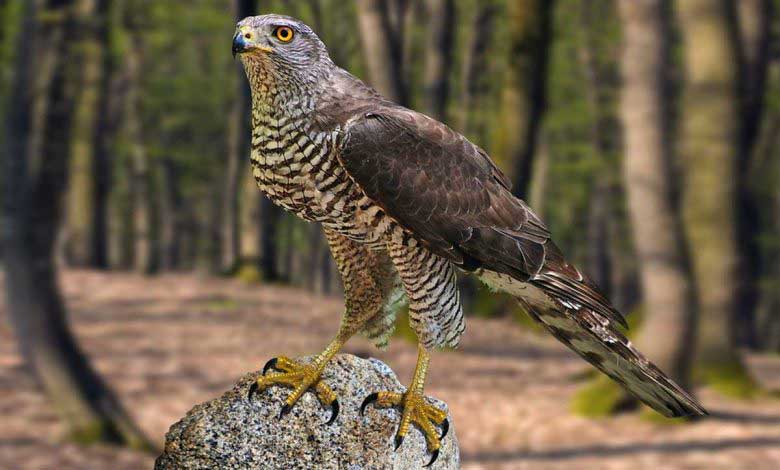 Gökyüzünün Keskin Gözlü Avcısı Atmaca