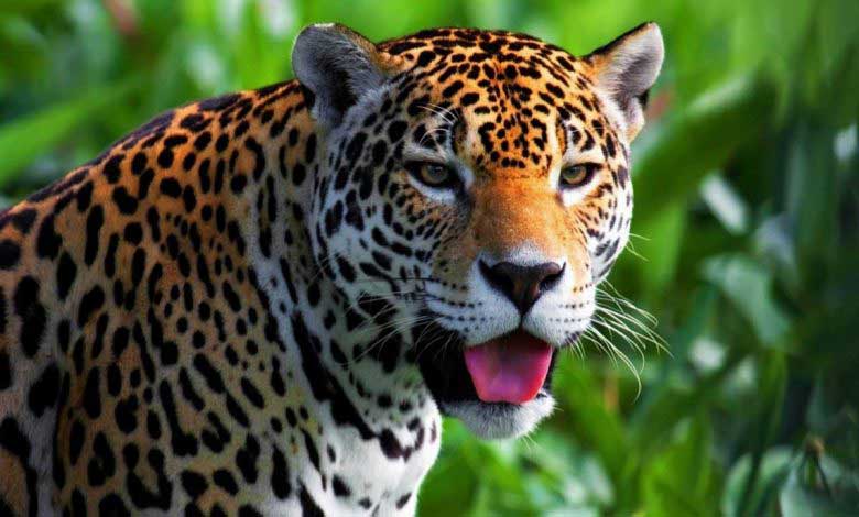 Kedigillerin Sinsi Ve İri Avcısı Jaguar