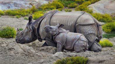 Boynuzu İçin Öldürülen Gergedanların Yaşamı